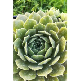 Sempervivum 'Tracy Sue'