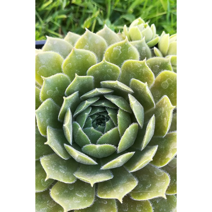 Sempervivum 'Tracy Sue'