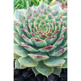 Sempervivum transcaucasicum