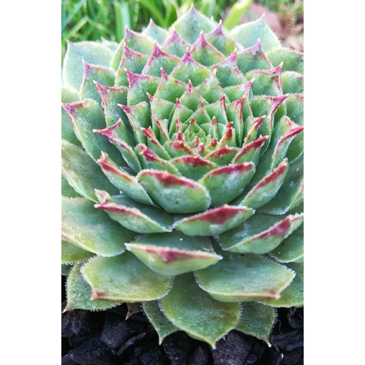 Sempervivum transcaucasicum