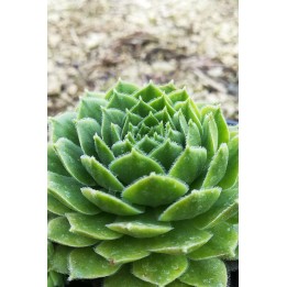 Sempervivum 'Uranus'
