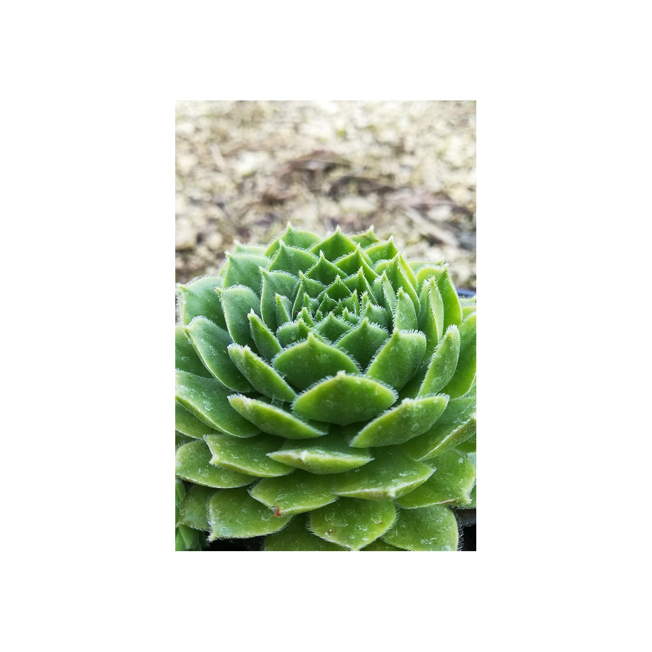 Sempervivum 'Uranus'
