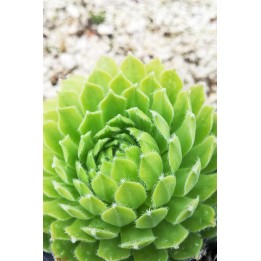 Sempervivum 'Shirley's Joy'