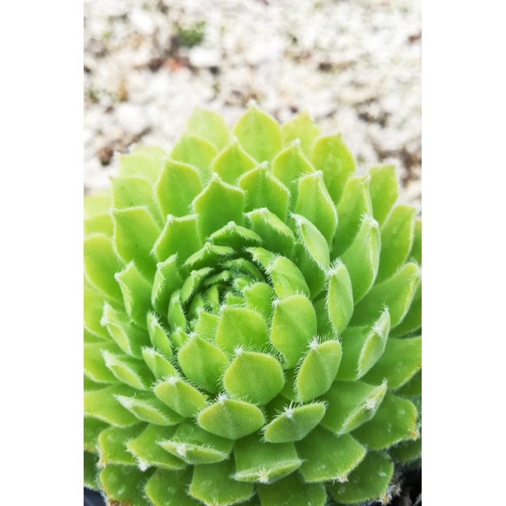 Sempervivum 'Shirley's Joy'
