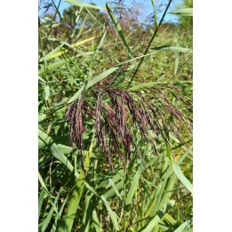 Phragmites australis