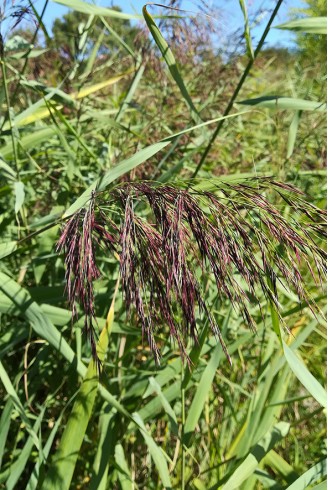 Phragmites australis