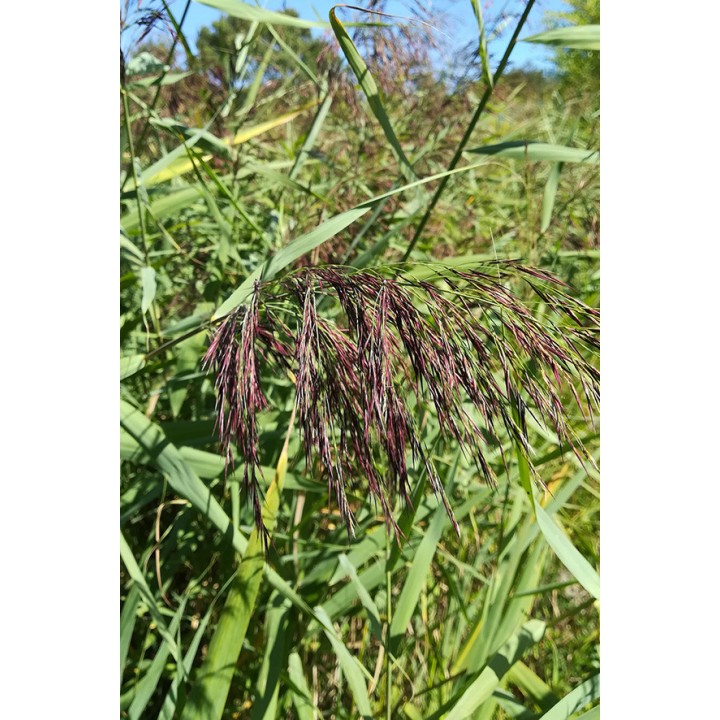 Phragmites australis