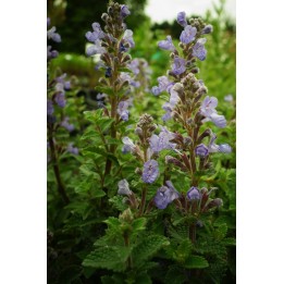 Nepeta x faassenii 'Purrsian Blue'