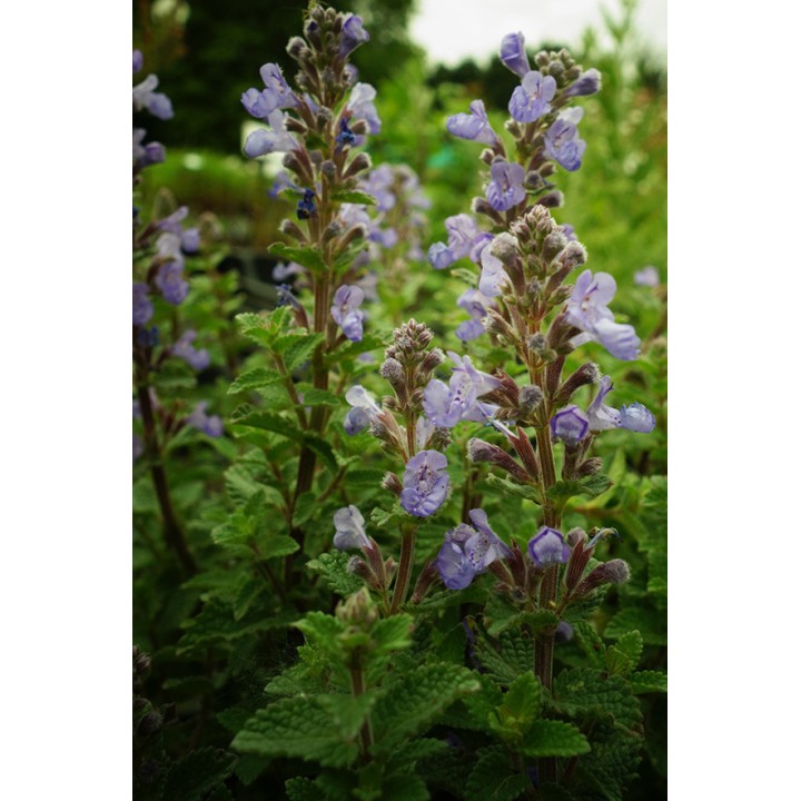 Nepeta x faassenii 'Purrsian Blue'