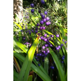 Dianella tasmanica