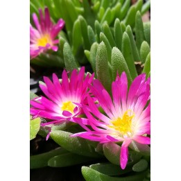 Delosperma nakurense select