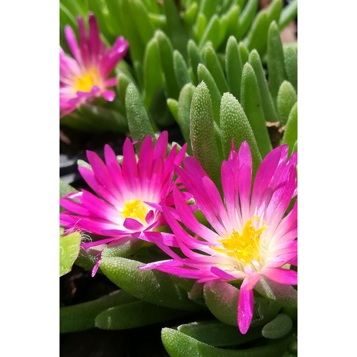 Delosperma nakurense select