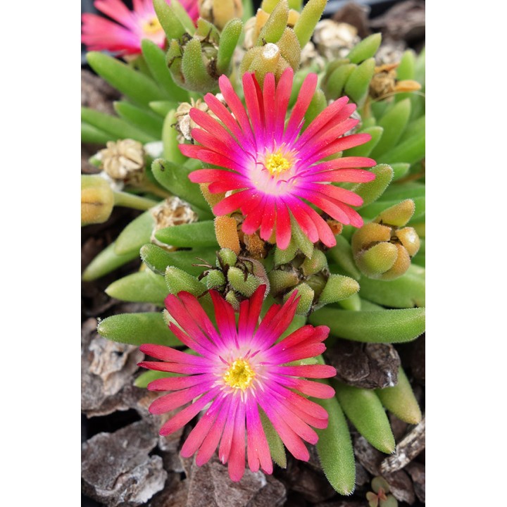 Delosperma luckhoffii 'Feuerrot'