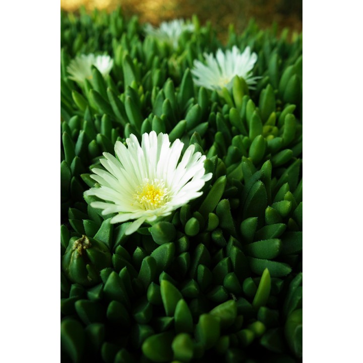 Delosperma congestum 'Album'