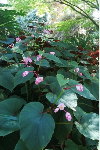 Begonia grandis subsp. evansiana