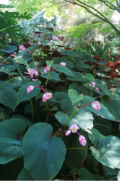 Begonia grandis subsp. evansiana