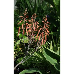 Aloe aristata - Aloe rustique pour le jardin -