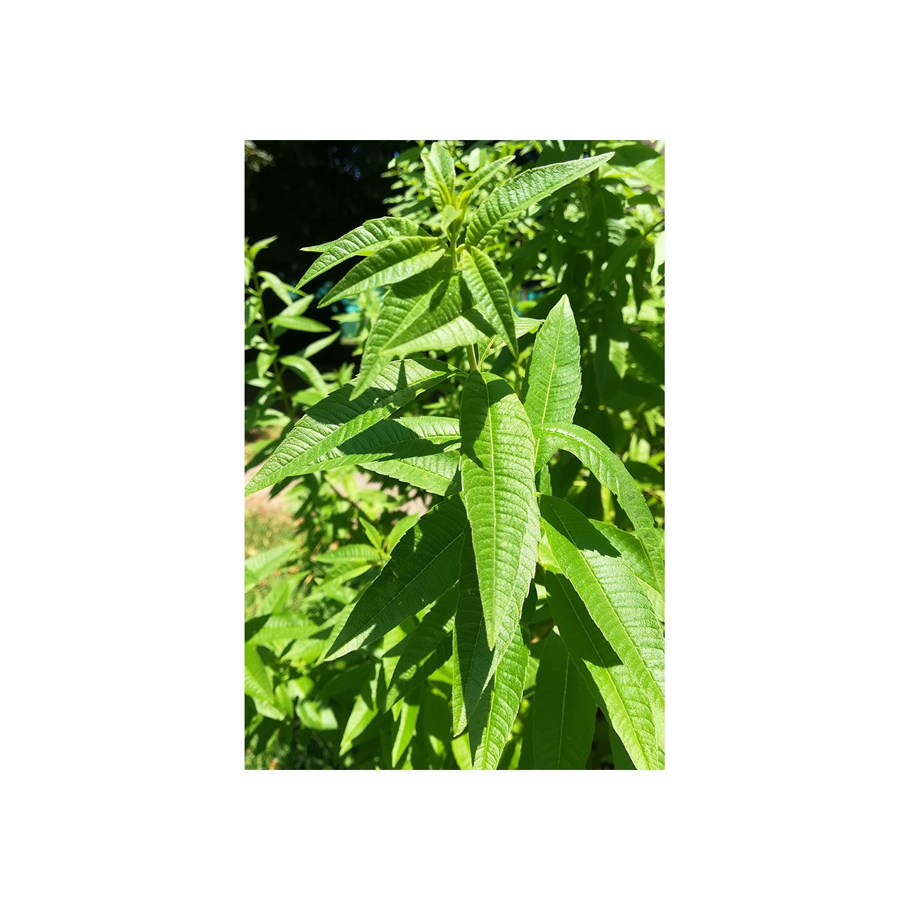 Aloysia citriodora