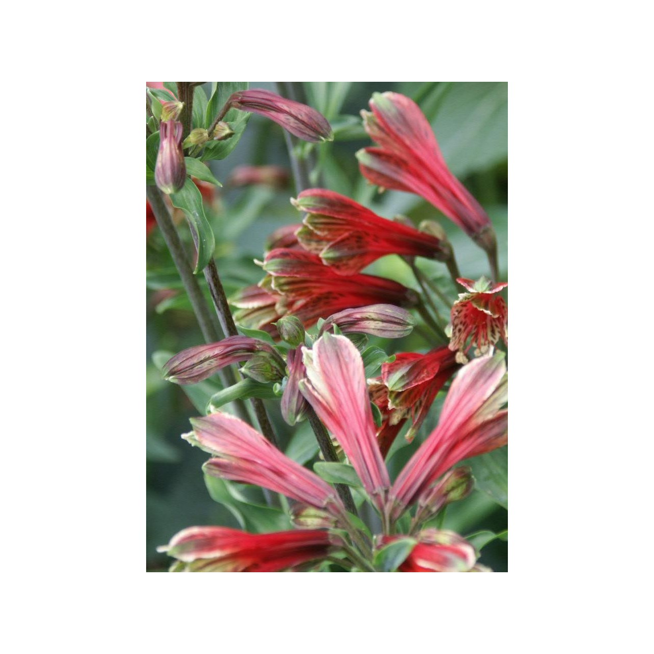 Lis des Incas - Alstroemeria psittacina 'Royal Star'