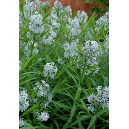 Amsonia tabernaemontana