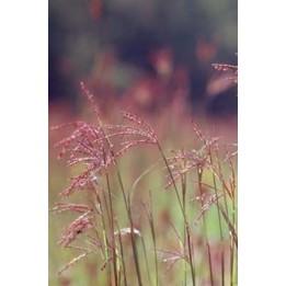 Pied de dinde - Andropogon gerardii