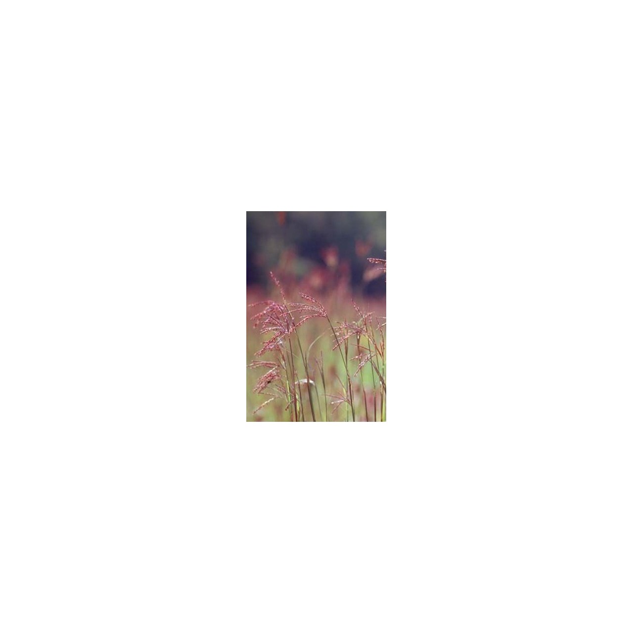 Pied de dinde - Andropogon gerardii