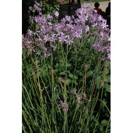 Tulbaghia violacea