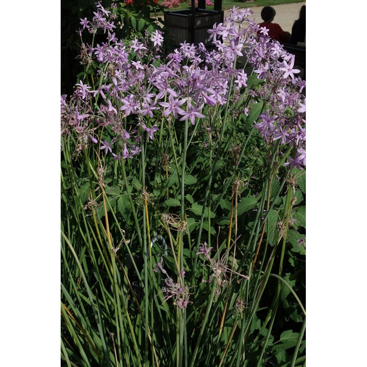 Tulbaghia violacea