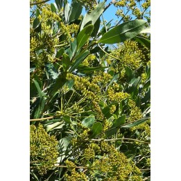 Bupleurum fruticosum
