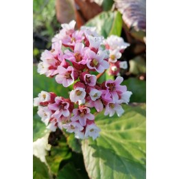 Plante des savetiers - Bergenia agavifolia
