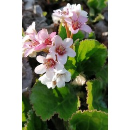 Plante des savetiers - Bergenia 'Kashmir'