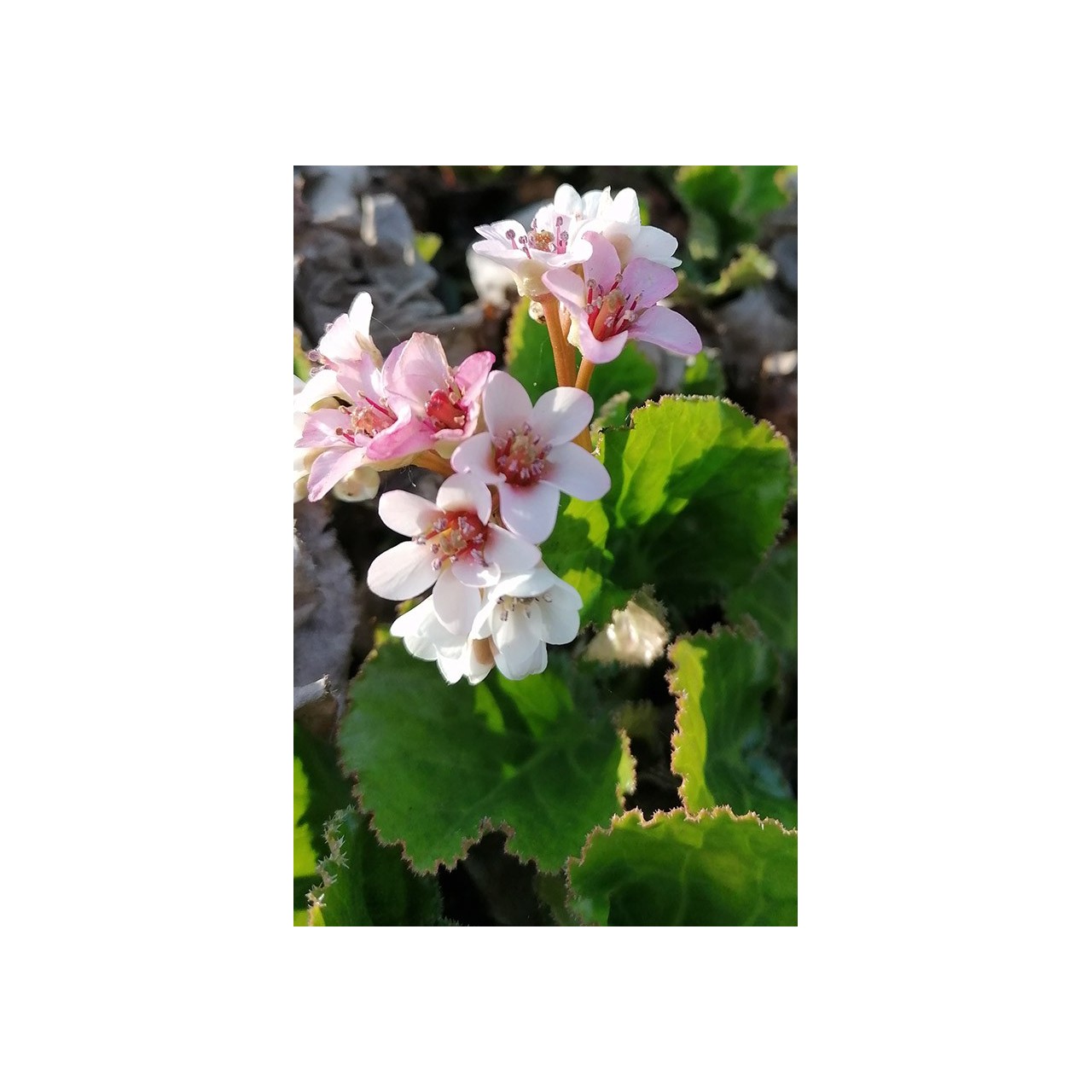 Plante des savetiers - Bergenia 'Kashmir'