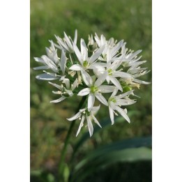 Ail des ours - Allium ursinum