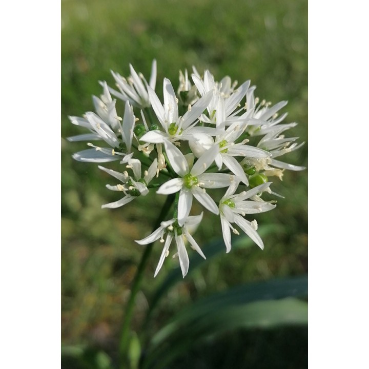 Ail des ours - Allium ursinum