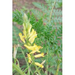 Corydalis cheilanthifolia