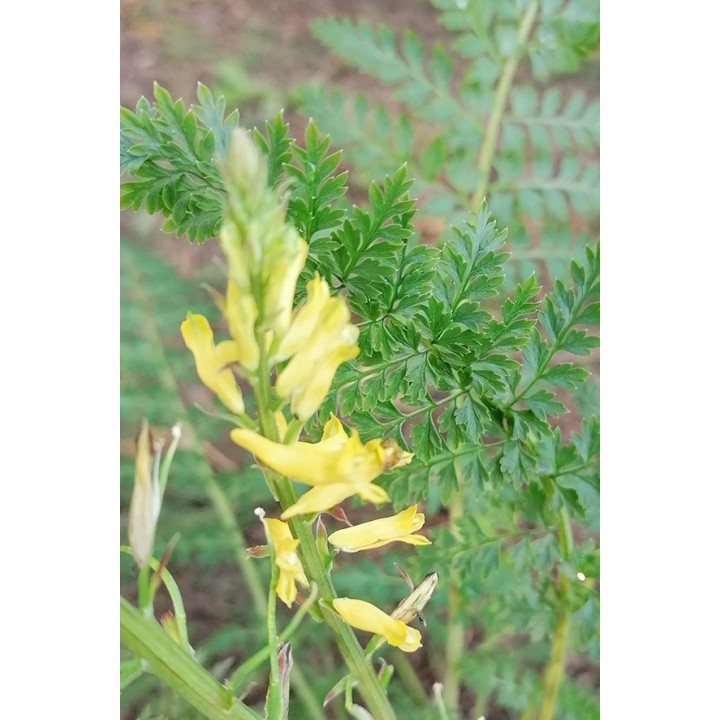 Corydalis cheilanthifolia