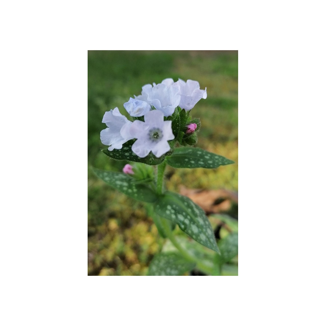 Pulmonaire - Pulmonaria 'Ocupol' (Opal)