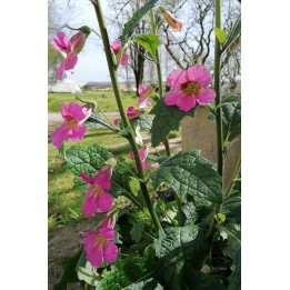 Digitale de Chine - Rehmannia elata - Description et achat en ligne -