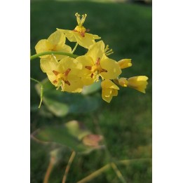Epimedium alpinum