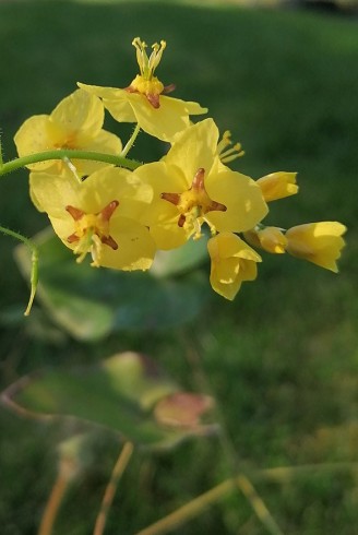 Epimedium alpinum