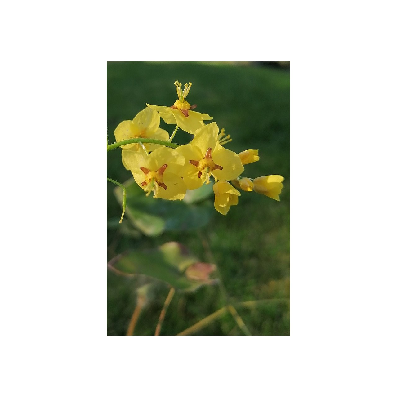 Epimedium alpinum