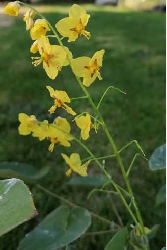 Epimedium alpinum