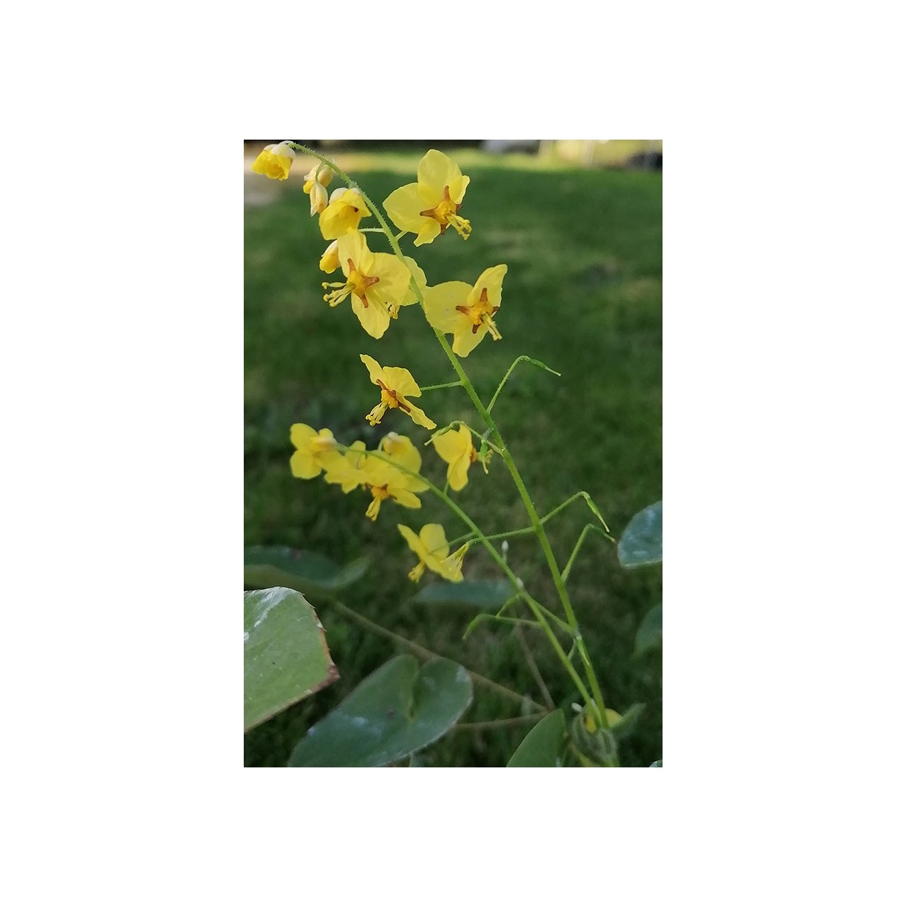 Epimedium alpinum