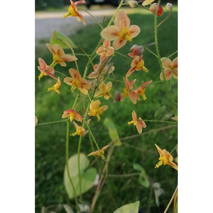 Fleur des Elfes - Epimedium x warleyense