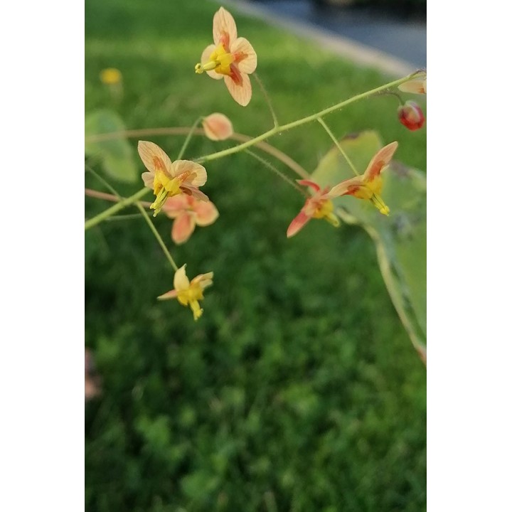 Fleur des Elfes - Epimedium x warleyense