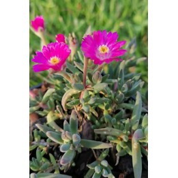 Delosperma Jewel of Desert 'Amethyst'