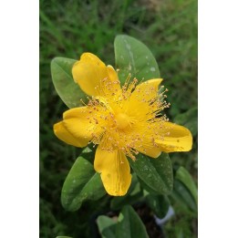 Millepertuis - Hypericum calycinum - Description et vente en ligne -
