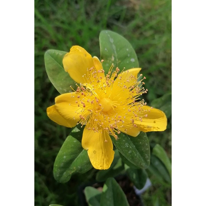 Millepertuis - Hypericum calycinum - Description et vente en ligne -