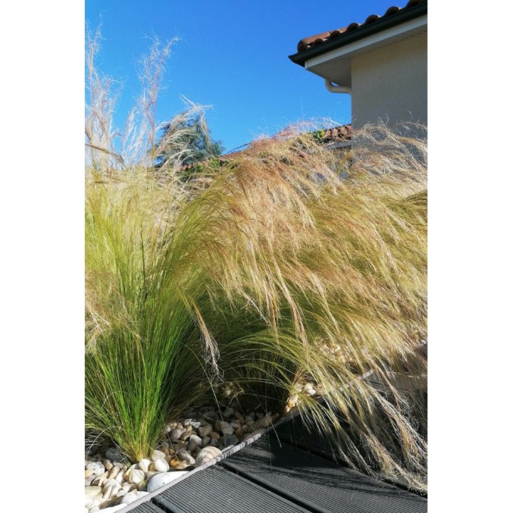 - Cheveux d'ange - Stipa tenuifolia - Description et achat en ligne -