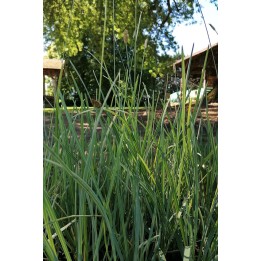 Seslérie - Sesleria nitida - Description et vente -